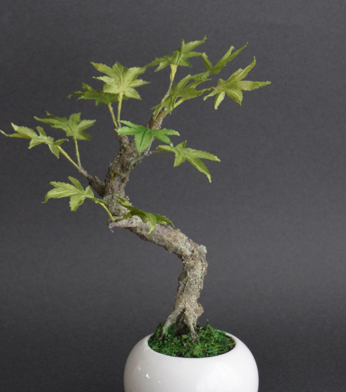 青モミジ | クラフト盆栽美術館 Artcraft Bonsai