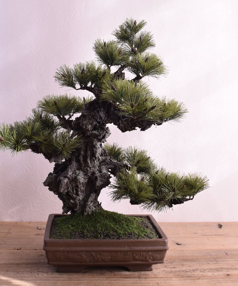 29 錦松 | クラフト盆栽美術館 Artcraft Bonsai 29 錦松 | クラフト盆栽美術館 Artcraft Bonsai