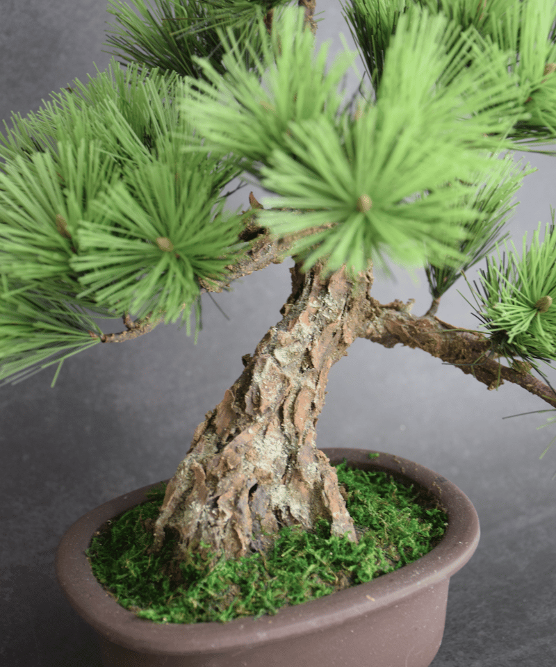 102 松 模様木 樹皮付き（鉢変更） 30cm | クラフト盆栽美術館 Artcraft