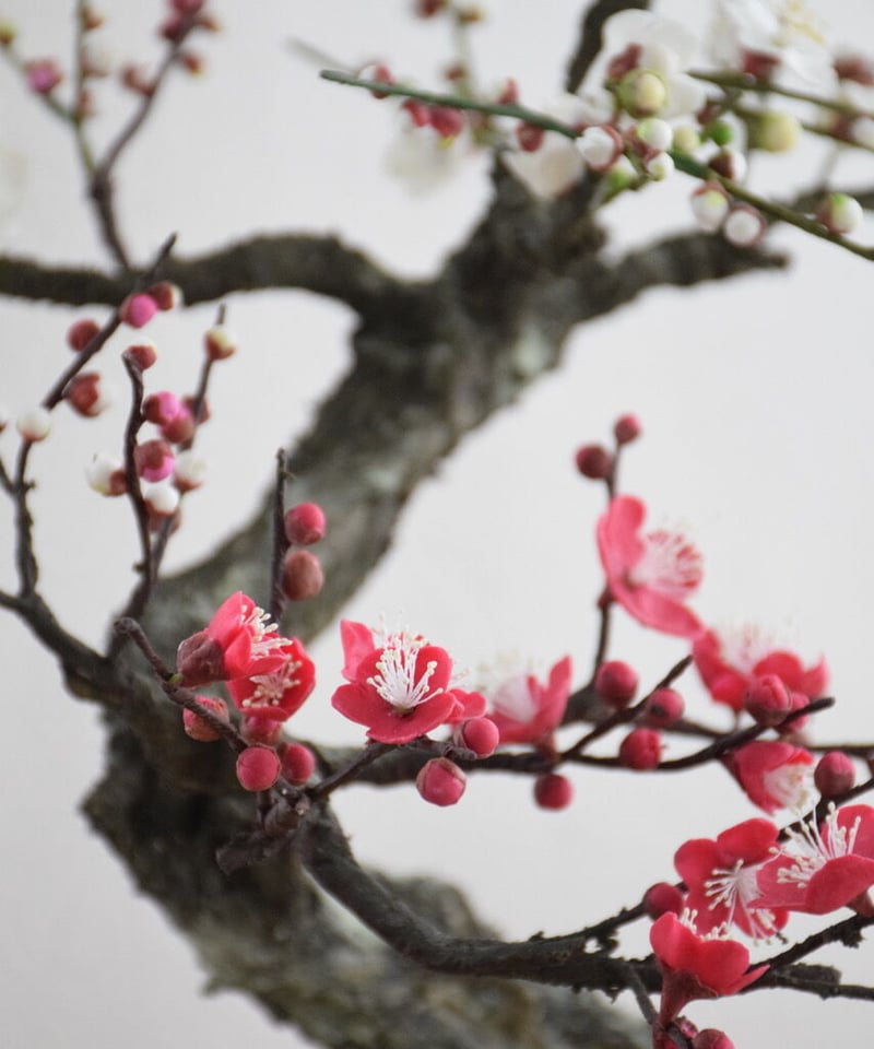 36 紅白梅 | クラフト盆栽美術館 Artcraft Bonsai