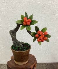 #52 ピラカンサ　金茶色の鉢（青木桃子）