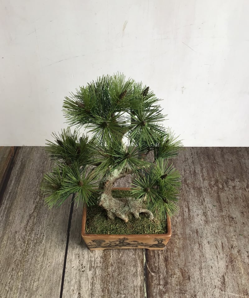 48 黒松盆栽 模様木 鉢変更 | クラフト盆栽美術館 Artcraft Bonsai 48 黒松盆栽 模様木 鉢変更 | クラフト盆栽美術館 Artcraft Bonsai