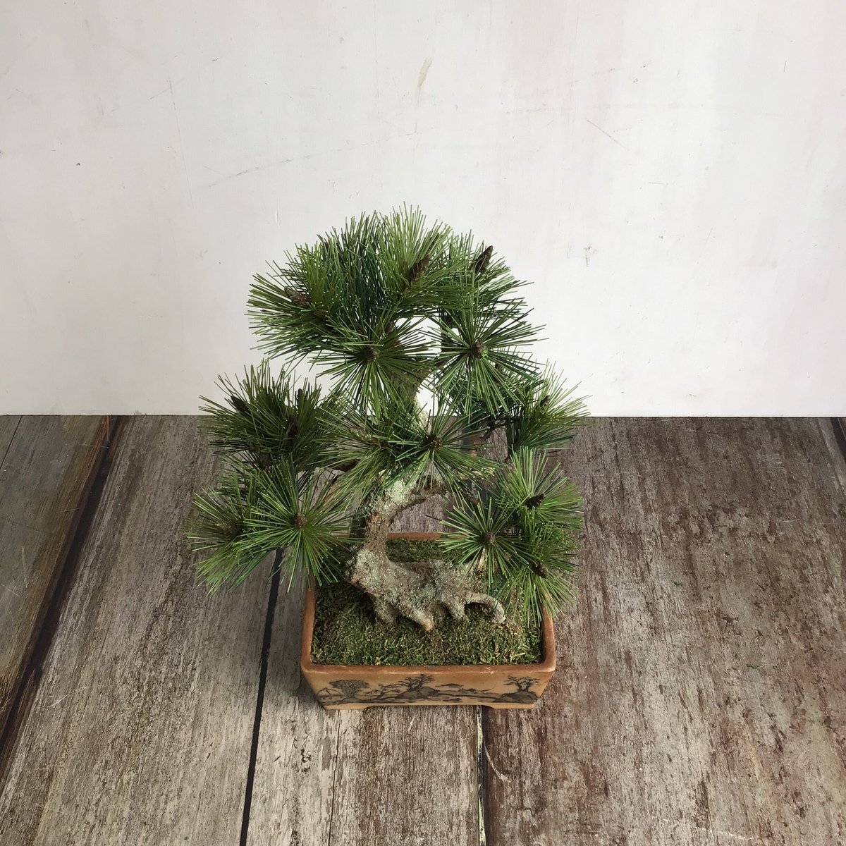 48 黒松盆栽 模様木 鉢変更 | クラフト盆栽美術館 Artcraft Bonsai