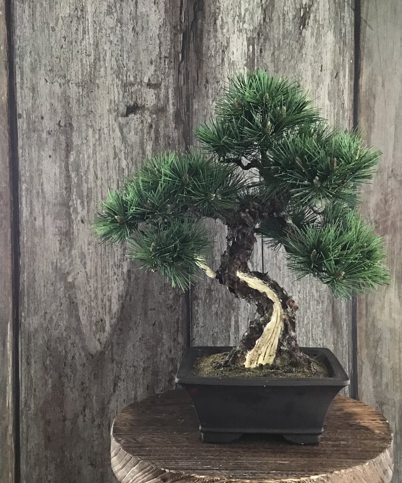 松 模様木   クラフト盆栽美術館 Artcraft Bonsai