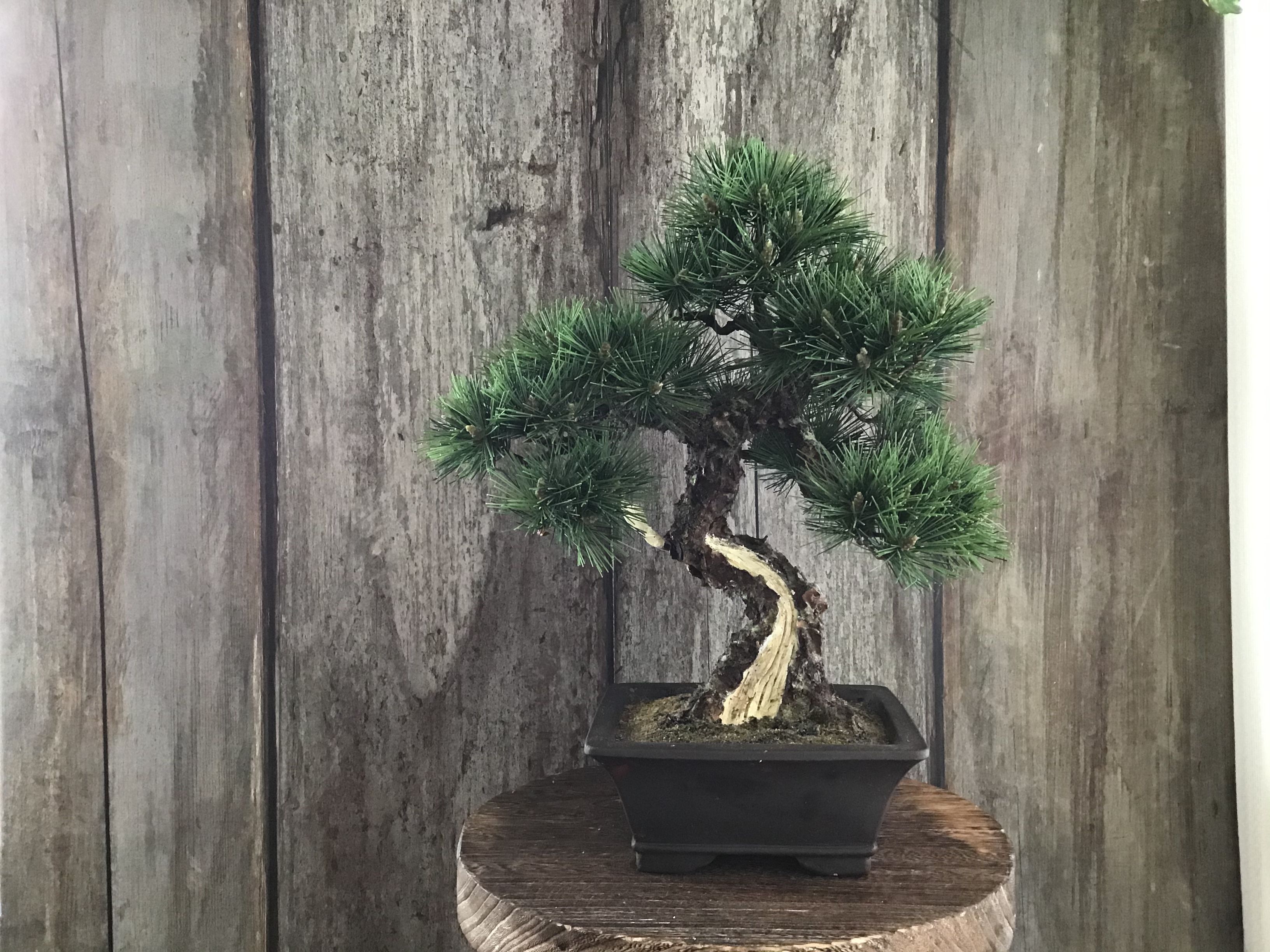 B*s様 週末オークション　黒松　盆栽　小品・中品　模様木 古木 original