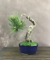 松　根上がり モノマガジン掲載作品(鉢変更）（青木悦子）