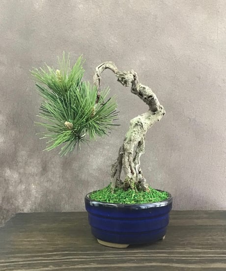CATEGORY 松柏 | クラフト盆栽美術館 Artcraft Bonsai