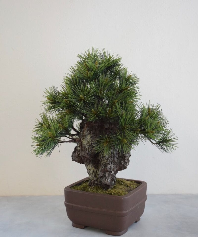 26 錦松 | クラフト盆栽美術館 Artcraft Bonsai