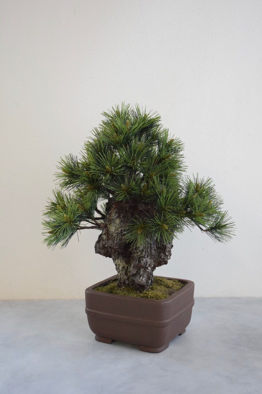 26 錦松 | クラフト盆栽美術館 Artcraft Bonsai