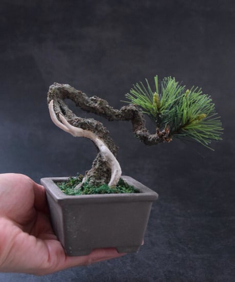 ＃43  松　舎利幹　 正方形泥鉢  Pine（受注可）（青木悦子）