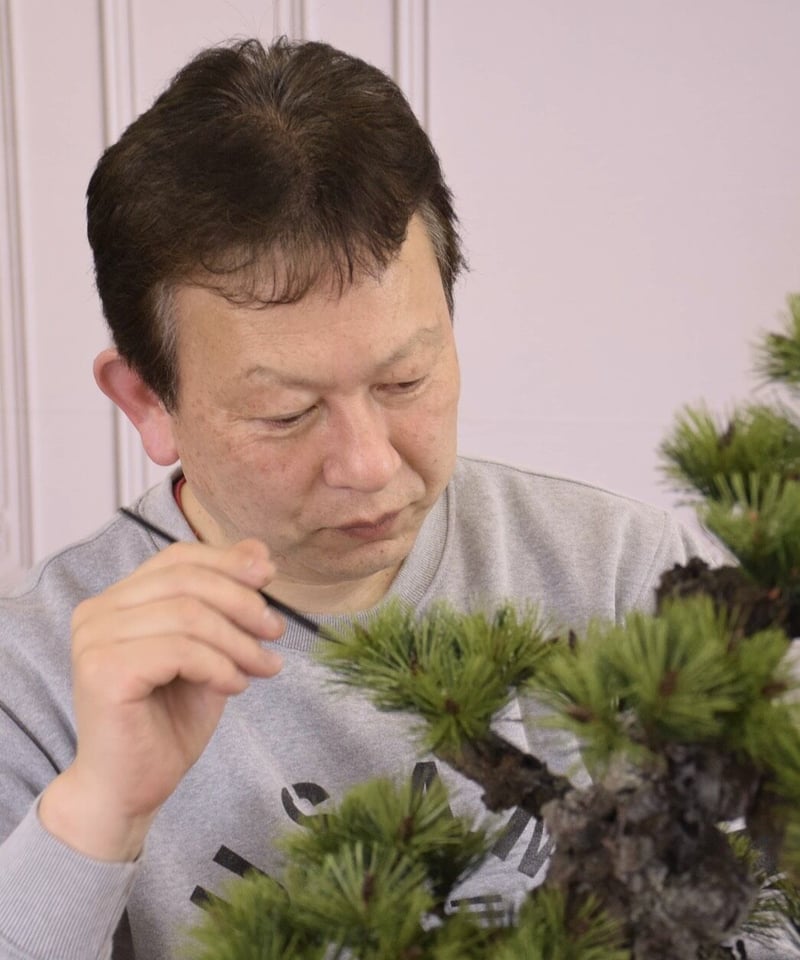 29 錦松 | クラフト盆栽美術館 Artcraft Bonsai