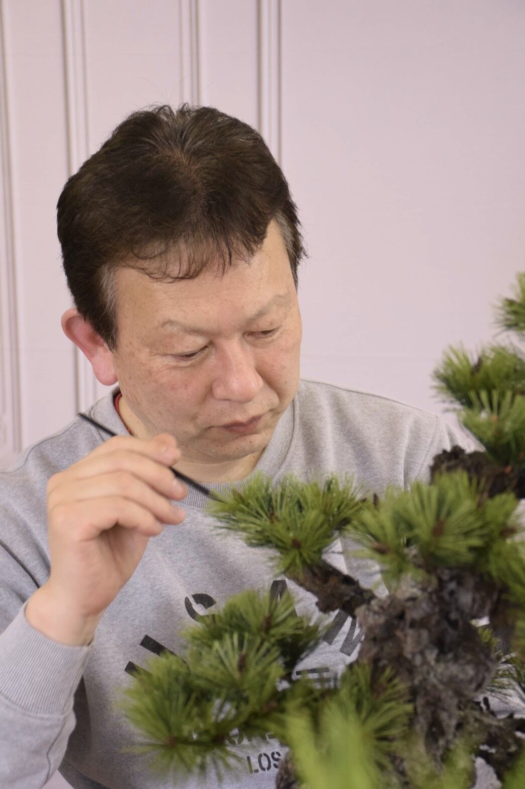 29 錦松 | クラフト盆栽美術館 Artcraft Bonsai