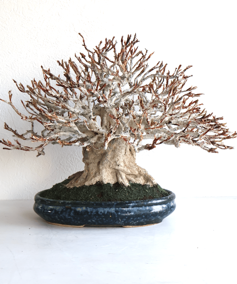 82 もみじ ほうき立ち（馬場 勝） | クラフト盆栽美術館 Artcraft Bonsai