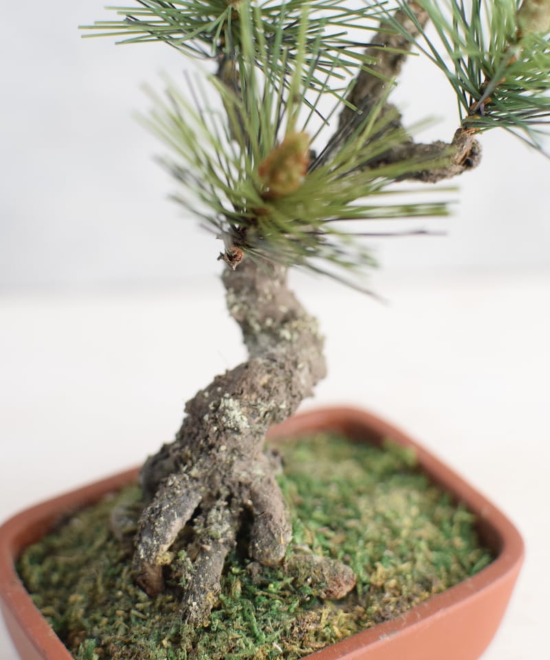 21 松 斜幹（鉢変更） | クラフト盆栽美術館 Artcraft Bonsai