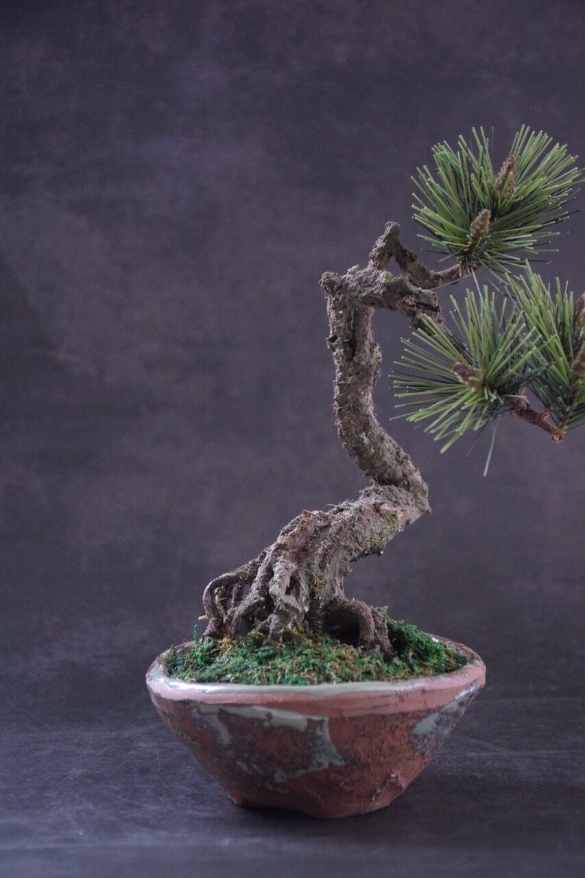 40 松 根上がりPine | クラフト盆栽美術館 Artcraft Bonsai