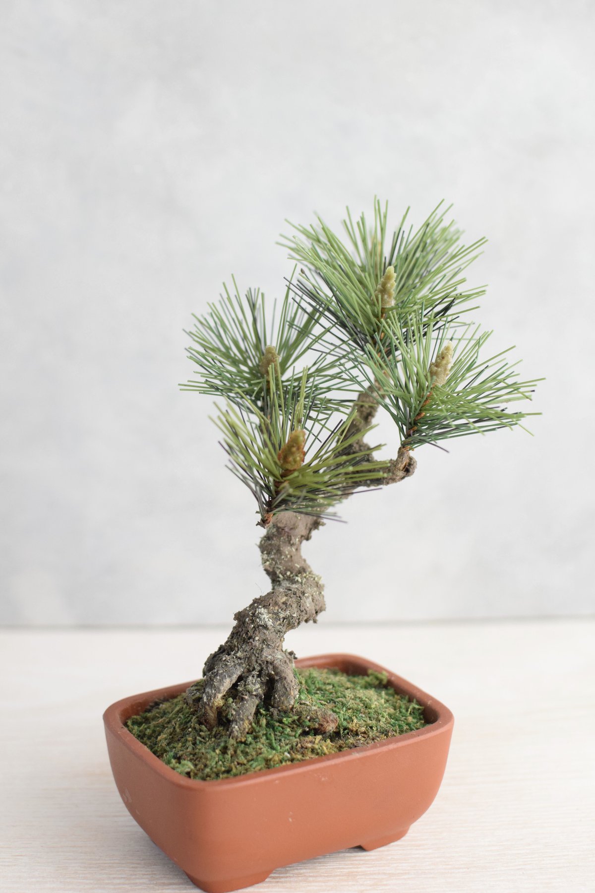 21 松 斜幹（鉢変更） | クラフト盆栽美術館 Artcraft Bonsai