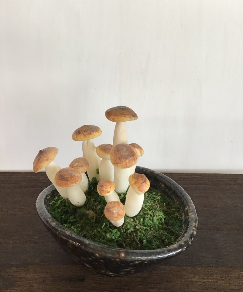 10 しめじ | クラフト盆栽美術館 Artcraft Bonsai