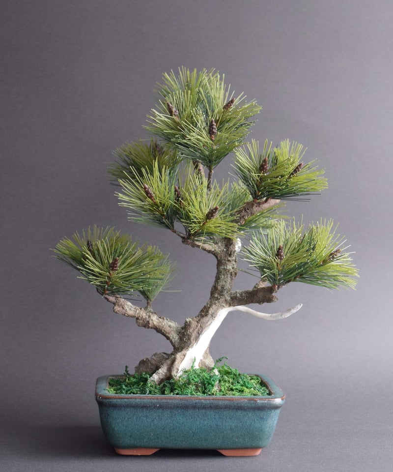 松 ジンシャリ（鉢変更） | クラフト盆栽美術館 Artcraft Bonsai