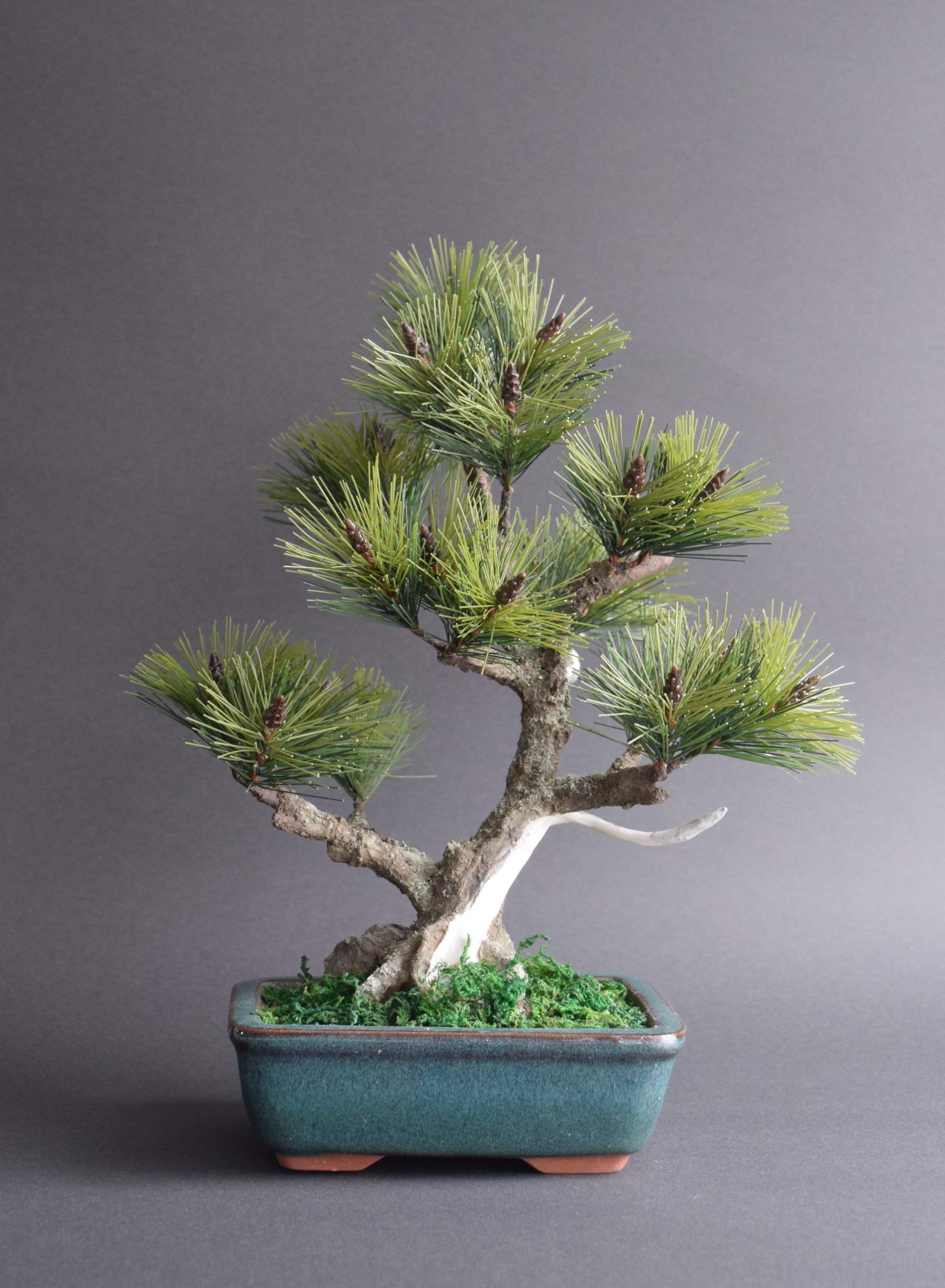 【特価】五葉松　盆栽　ジンシャリ❗️ 松 ジンシャリ（鉢変更） | クラフト盆栽美術館 Artcraft Bonsai
