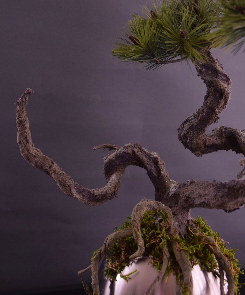 30 松 〜竜〜（馬場しんり） | クラフト盆栽美術館 Artcraft Bonsai