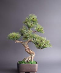 47 黒松盆栽 石付き | クラフト盆栽美術館 Artcraft Bonsai