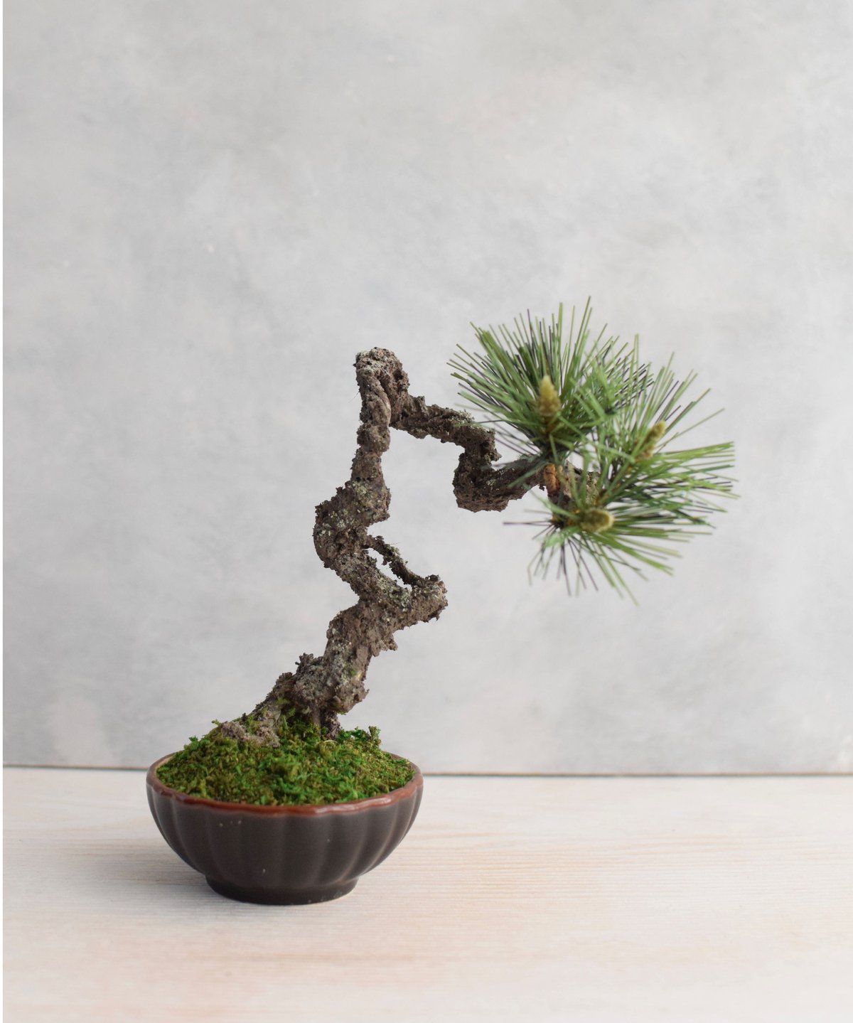 23 黒松（受注可） | クラフト盆栽美術館 Artcraft Bonsai