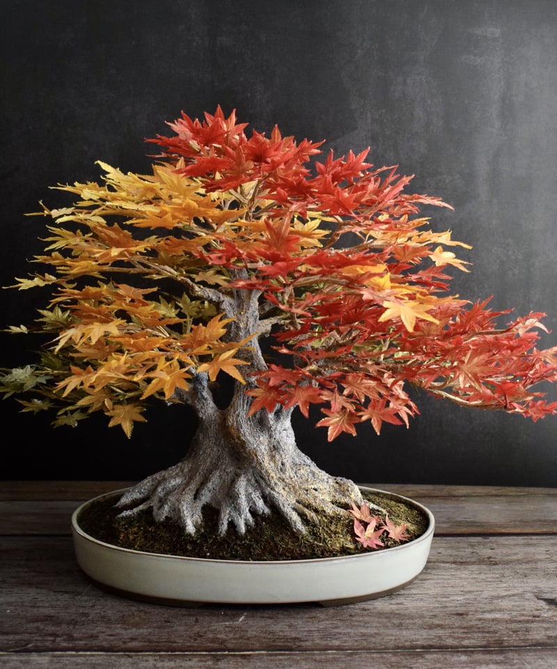 44 もみじ Maple 枫 | クラフト盆栽美術館 Artcraft Bonsai