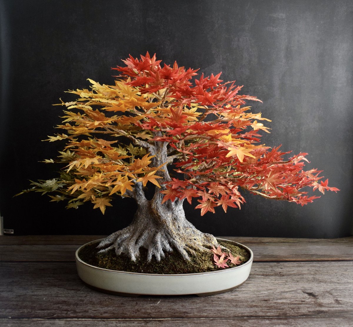 #44 もみじ Maple 枫 | クラフト盆栽美術館 Artcraft Bonsai