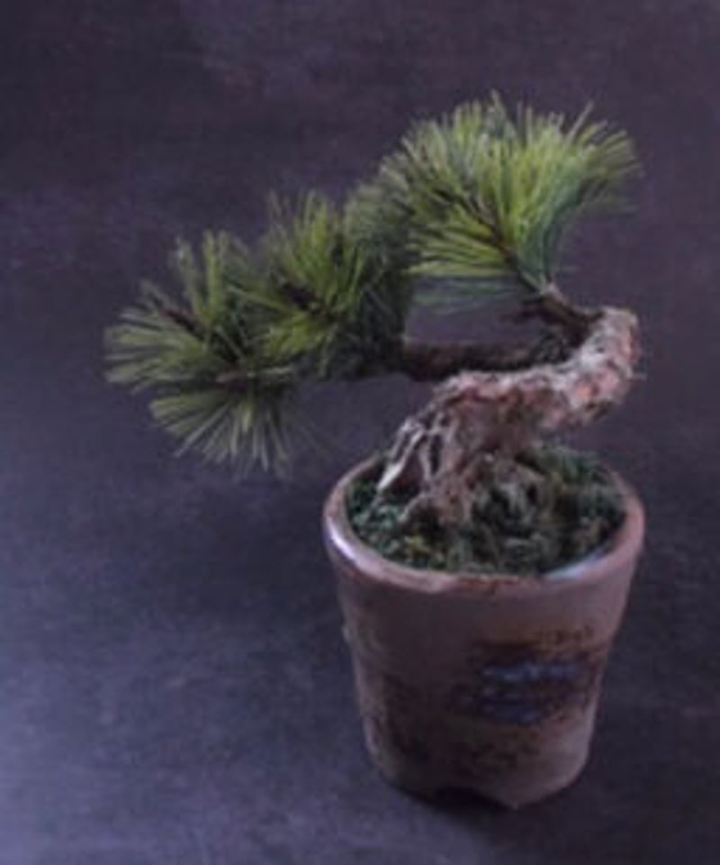 41 松 半懸崖 | クラフト盆栽美術館 Artcraft Bonsai