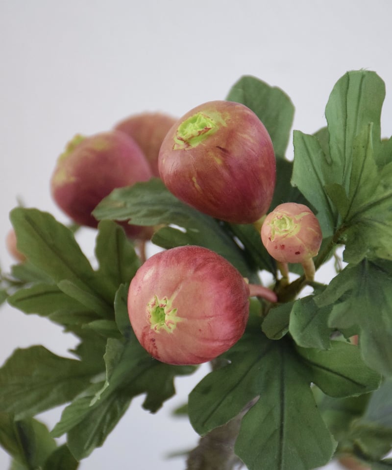 25 イチジク | クラフト盆栽美術館 Artcraft Bonsai