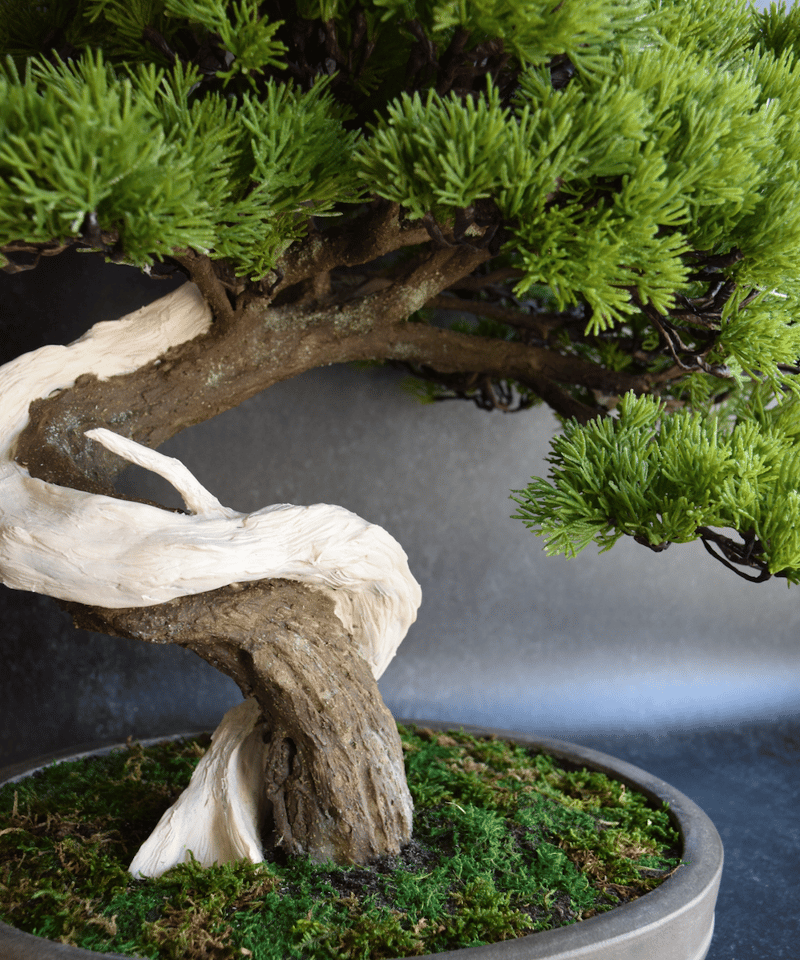 89真柏 大品（馬場しんり） | クラフト盆栽美術館 Artcraft Bonsai