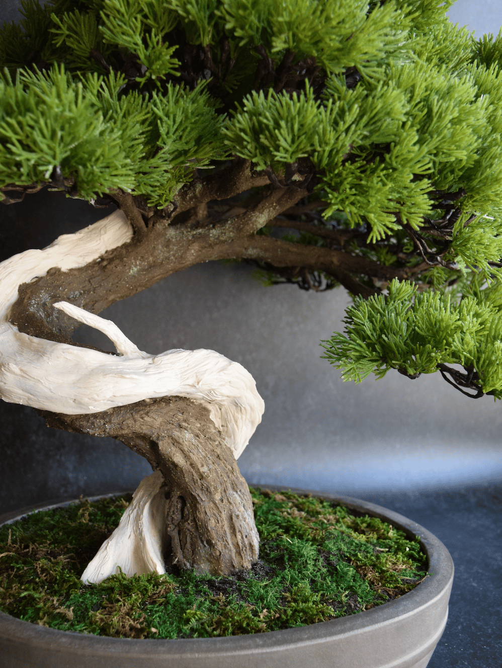 89真柏 大品（馬場しんり） | クラフト盆栽美術館 Artcraft Bonsai