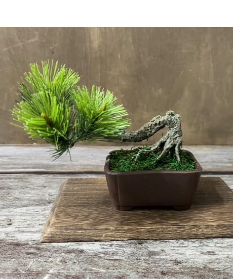 青花纏枝蓮六方鉢盆栽 工芸品 美術品 置物 青花纏枝蓮六方鉢盆栽 工芸品 美術品 置物 青花纏枝蓮
