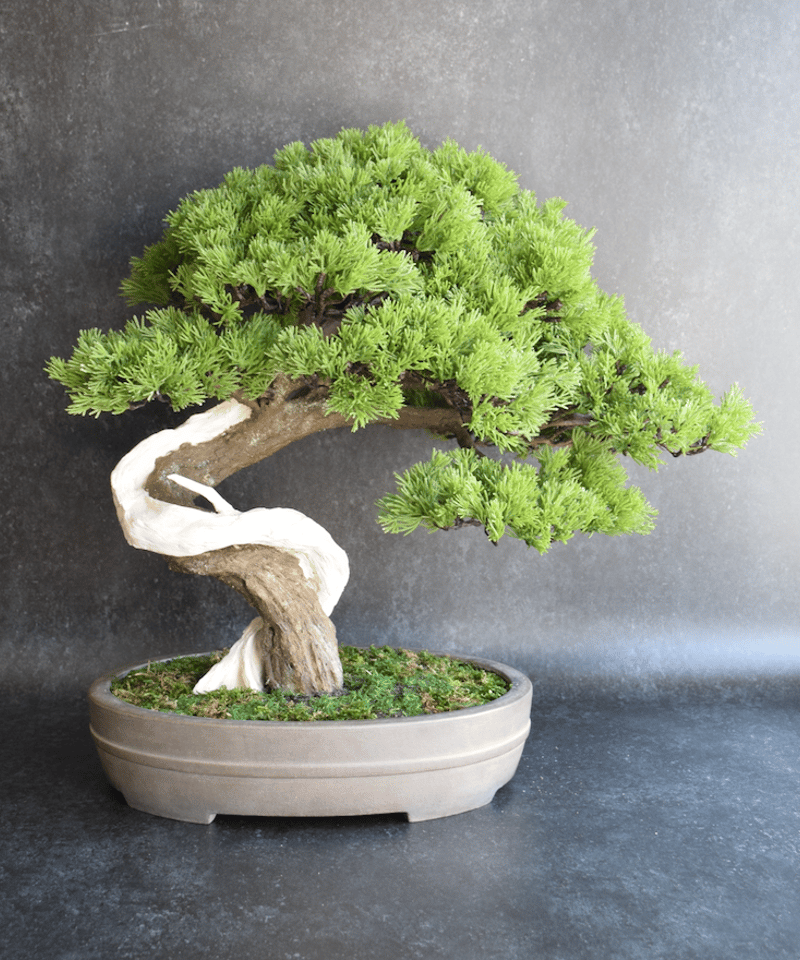 89真柏 大品（馬場しんり） | クラフト盆栽美術館 Artcraft Bonsai
