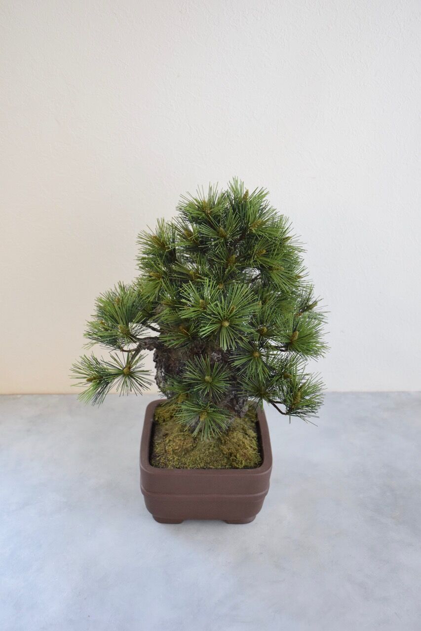 26 錦松 | クラフト盆栽美術館 Artcraft Bonsai