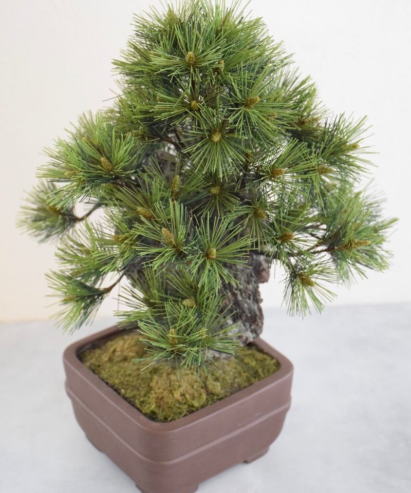 盆栽 錦松 樹皮 コルク層 ミニ錦松の盆栽を販売｜盆栽妙 – 盆栽妙 本店