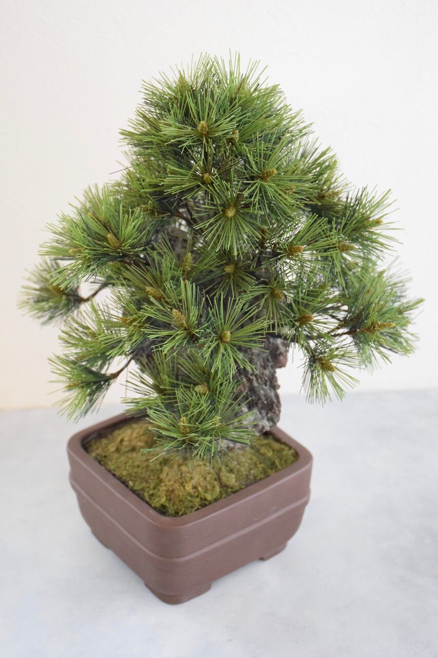 26 錦松 | クラフト盆栽美術館 Artcraft Bonsai