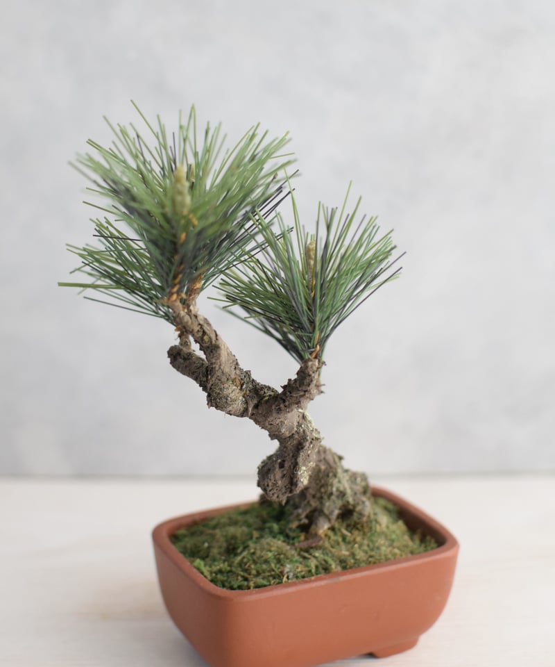 キンズ　[斜幹模様木]　小品盆栽 楽天市場】盆栽 キンズ 太幹 曲げ付き ミニ盆栽 きんず 金豆