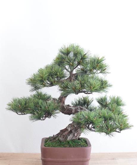 CATEGORY 松柏 | クラフト盆栽美術館 Artcraft Bonsai
