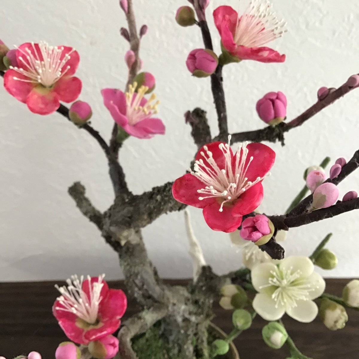12 梅 紅白 | クラフト盆栽美術館 Artcraft Bonsai