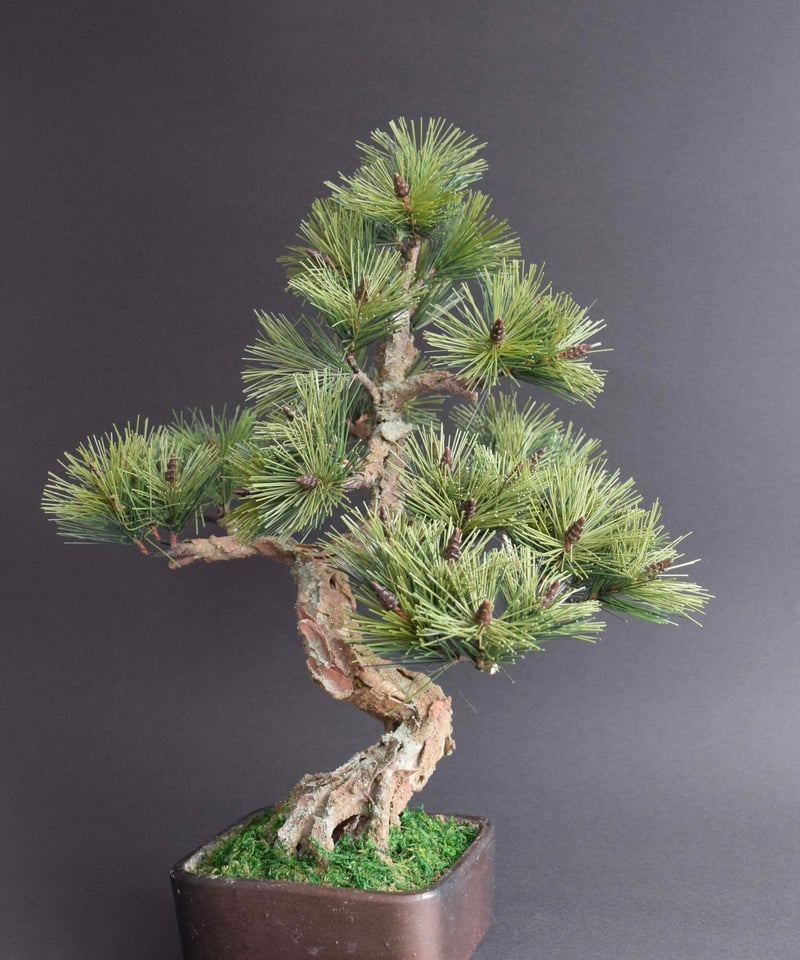 工芸盆栽　松の木 松浦匡起 matsuura masaki | 盆栽 麻布、典具帖紙、岩絵具