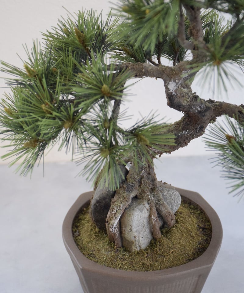 24 松 石付き | クラフト盆栽美術館 Artcraft Bonsai