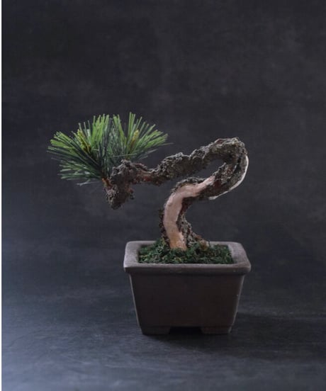 ＃43  松　舎利幹　 正方形泥鉢  Pine（受注可）（青木悦子）