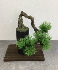 48 松盆栽 模様木（青木悦子） | クラフト盆栽美術館 Artcraft Bonsai
