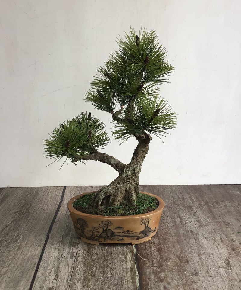 【黒松】　盆栽　双幹 49 黒松盆栽 双幹 受注可 鉢変更 | クラフト盆栽美術館 Artcraft Bonsai