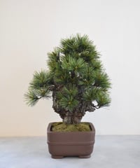 49 黒松盆栽 双幹 受注可 鉢変更 | クラフト盆栽美術館 Artcraft Bonsai