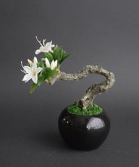 サツキ（青木桃子）
