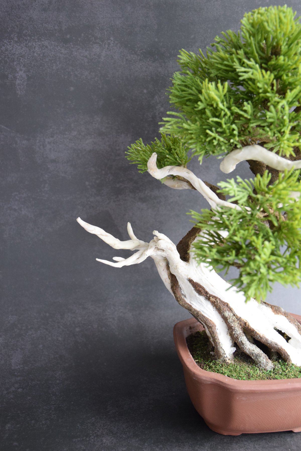 真柏　創作 hq720.jpg?sqp=-