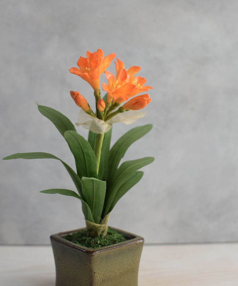 君子蘭 獅子葉「獅子君子」 「龍髭巻き君子蘭」斑入り 中木 1本立 レア