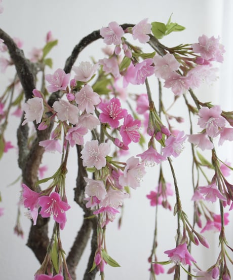 ＃33 枝垂れ桜（青木悦子）